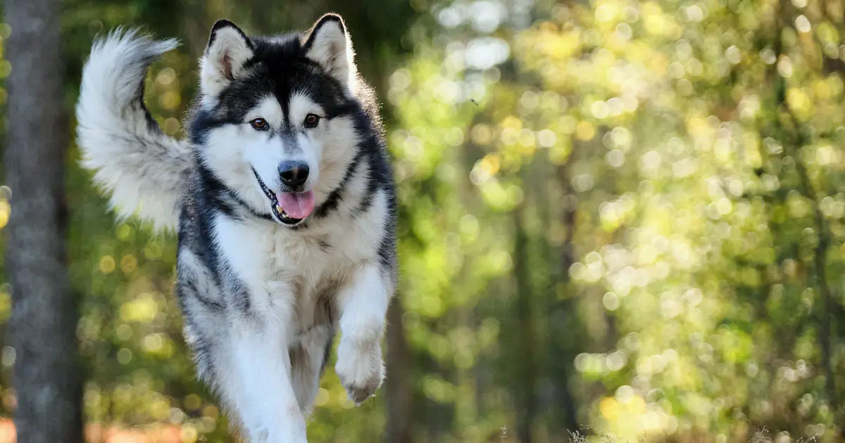 Gesundheitstipps für den Urlaub mit dem Hund am Meer