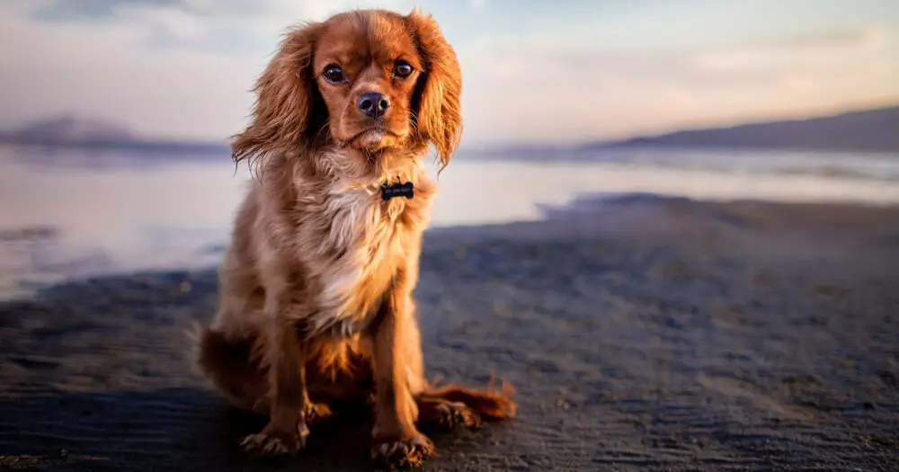 abkühlung für hunde