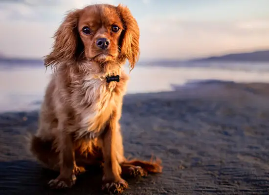 abkühlung für hunde