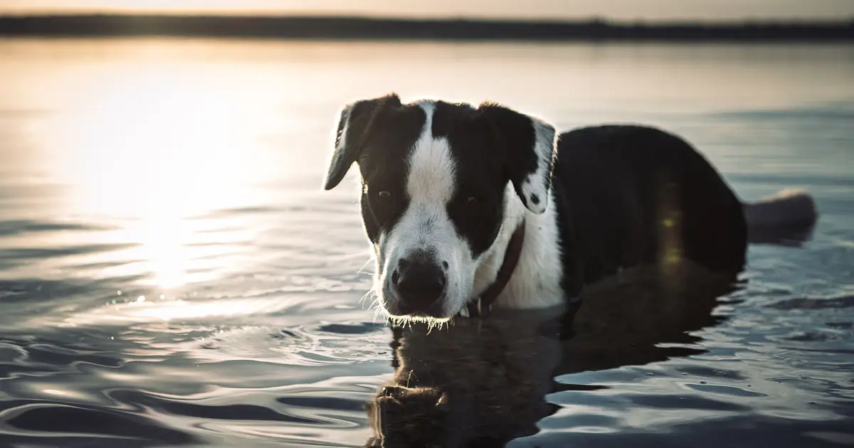 abkühlung für hunde