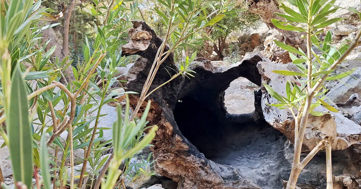 avakas schlucht pflanzen